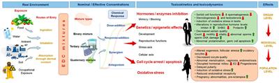 Reproductive toxicity of combined effects of endocrine disruptors on human reproduction